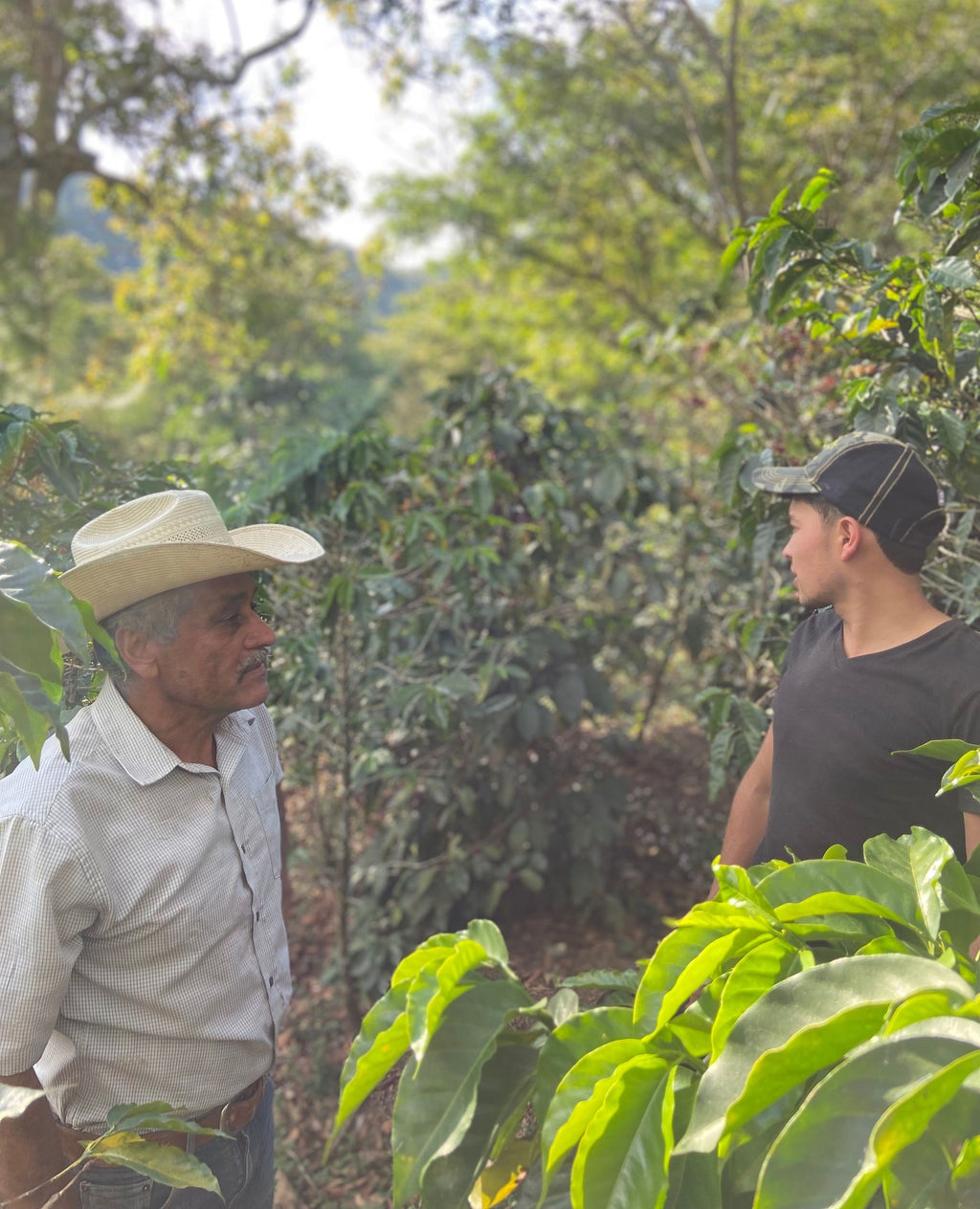 Pache San Ramon - Guatemala